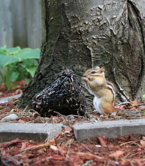 Garden Visitor