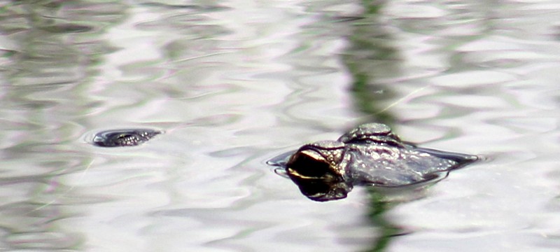 Gator Woodruff Florida Wild Preserve