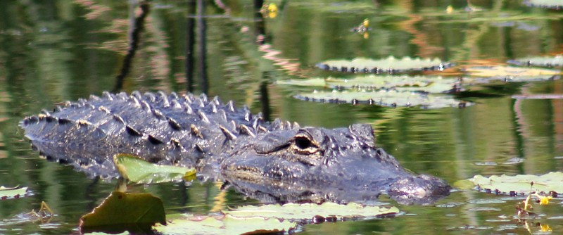 Gator Woodruff Florida Wild Preserve