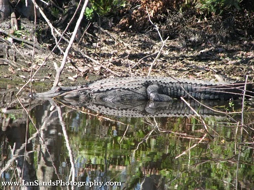 Gator