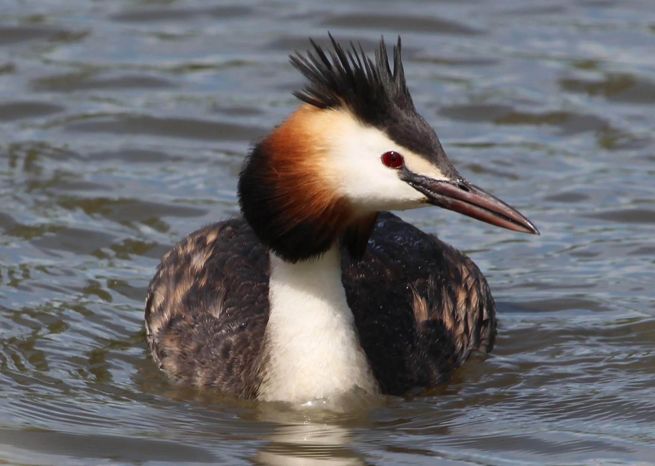 GCGrebe