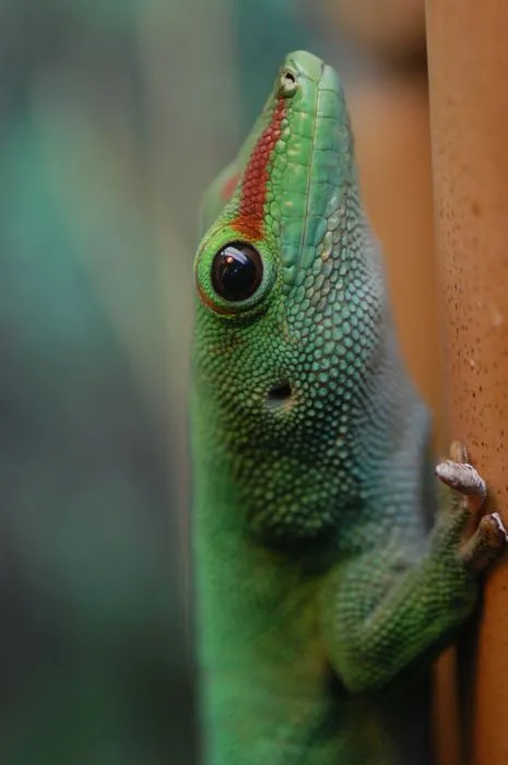 Gecko