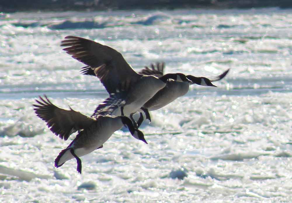 Geese/Missouri