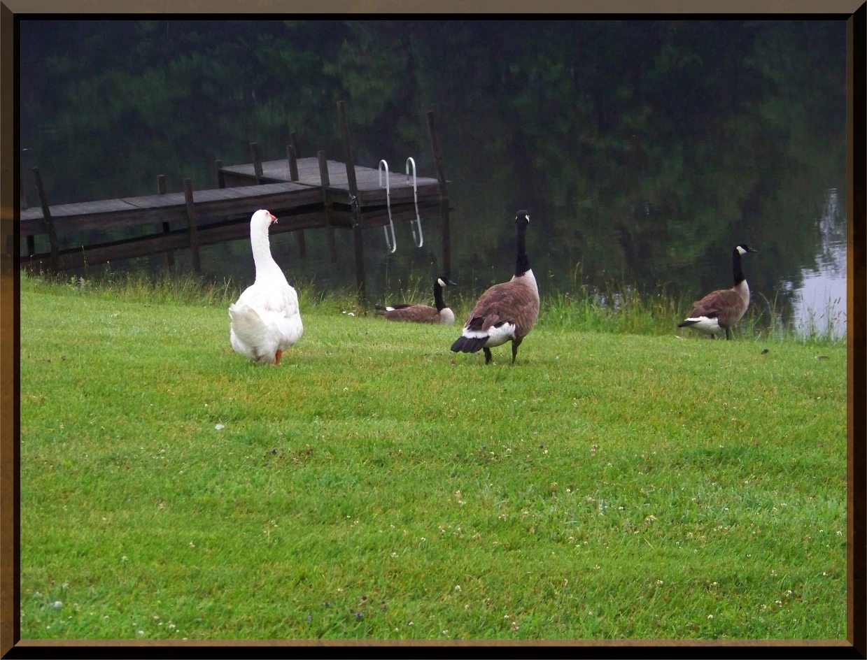 Geese