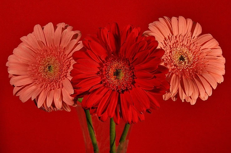 Gerberas & Red