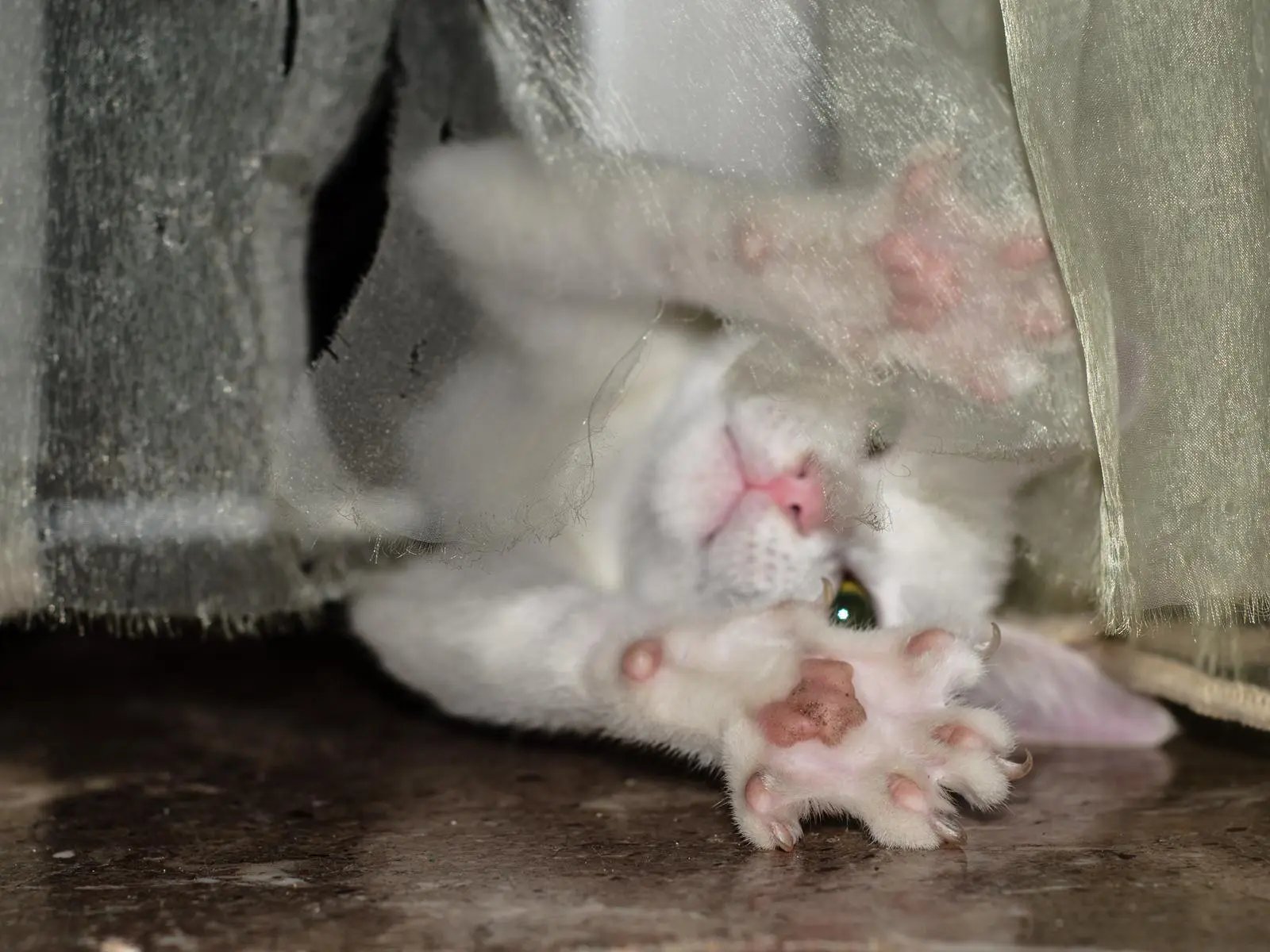 Ghost the Cat