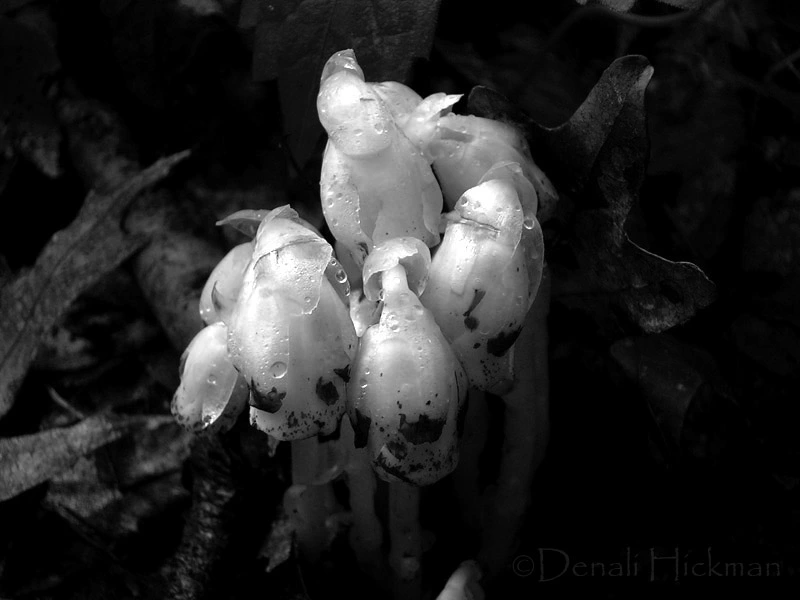 Ghosts