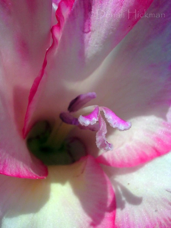 Gladiola
