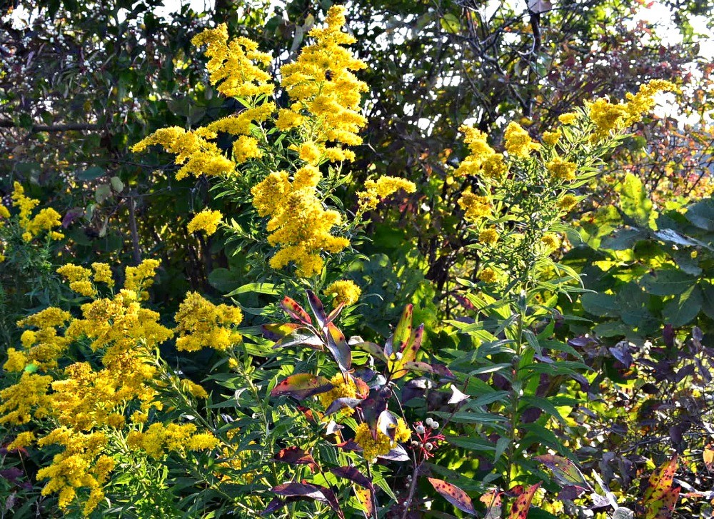 Golden rod explosion