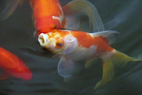 Goldfish