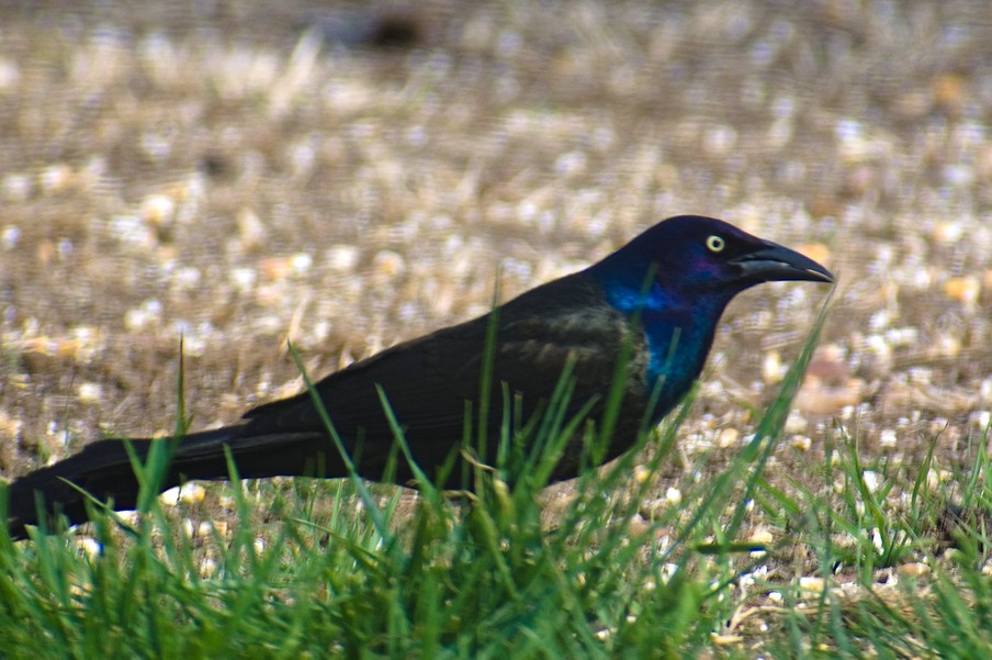 Grackle.jpg