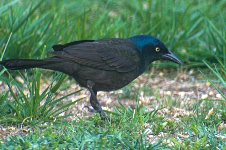 Grackle2.jpg