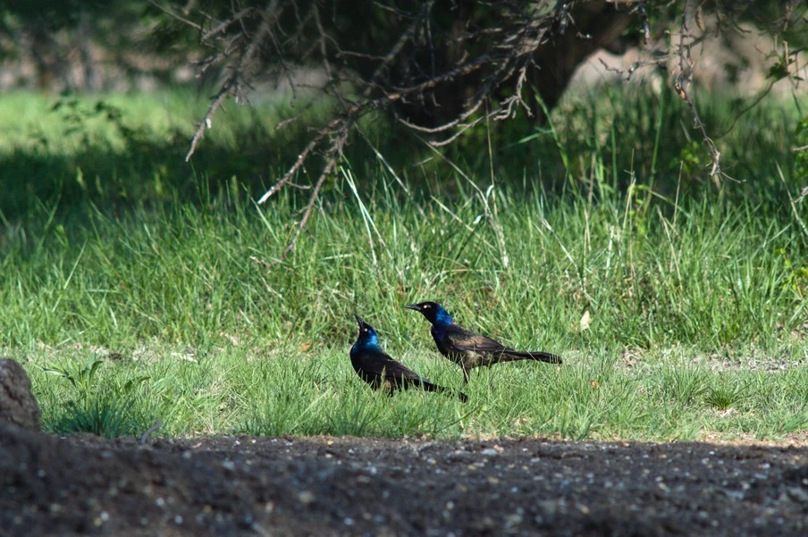 Grackle3.jpg