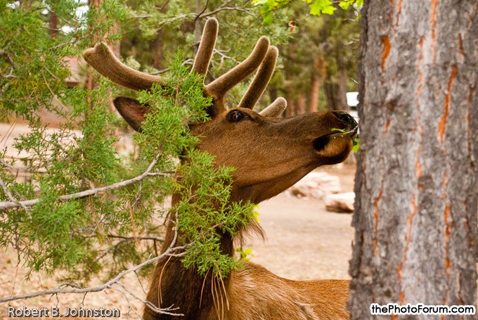 Grand Canyon ELK