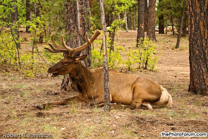 Grand Canyon ELK