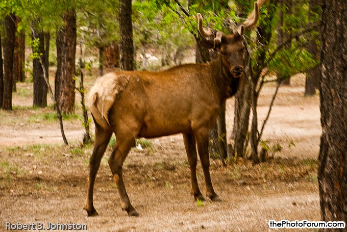 Grand Canyon - ELK