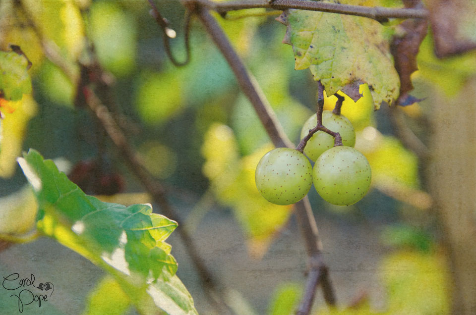 Grapes