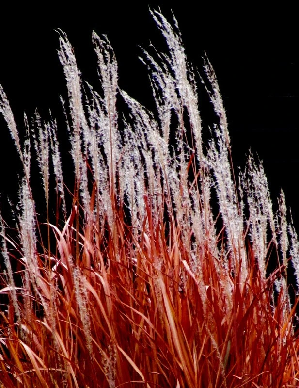 Grass