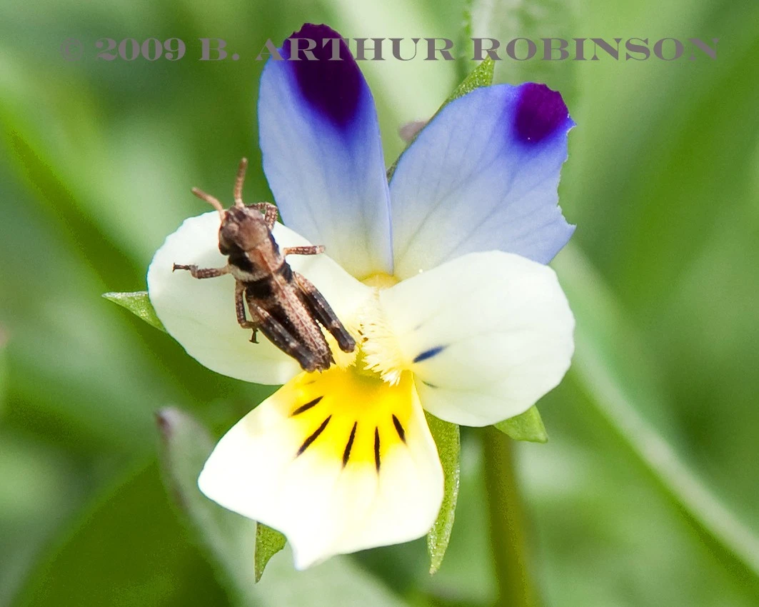 Grasshoper