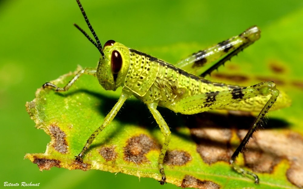 Grasshoper