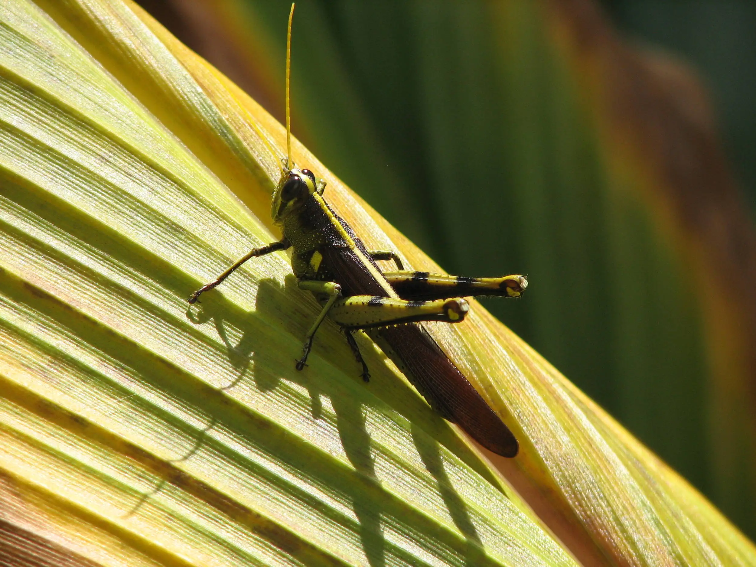 Grasshopper