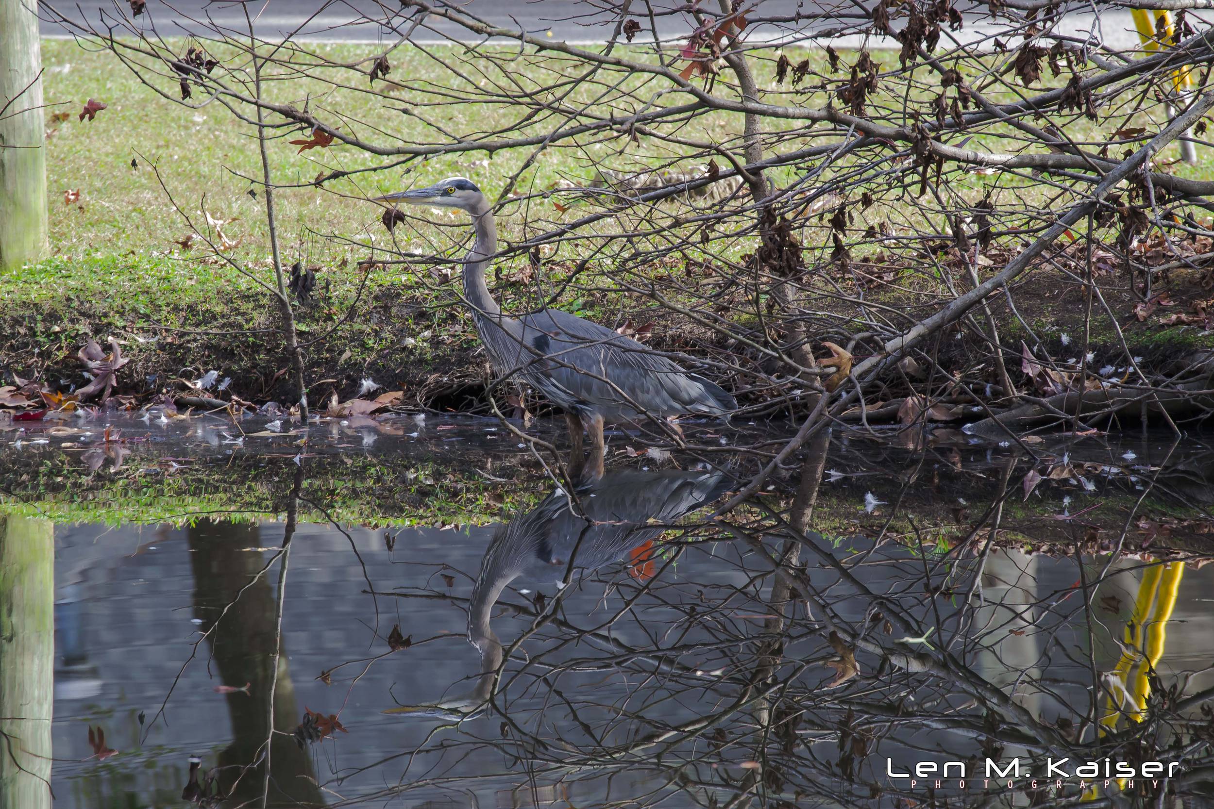 Great Blue Heron