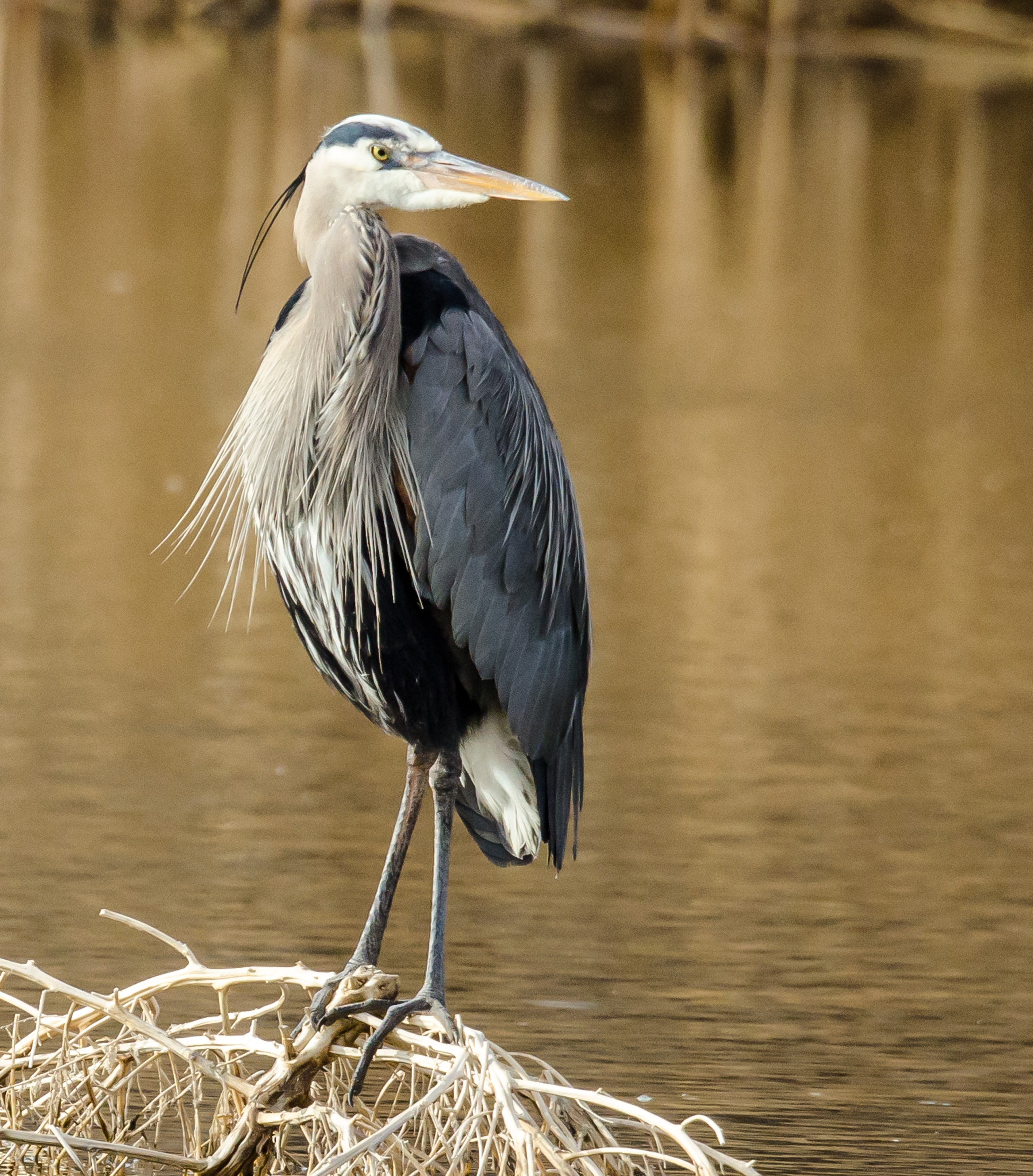 Great Blue Heron