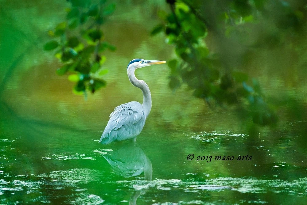 Great Blue