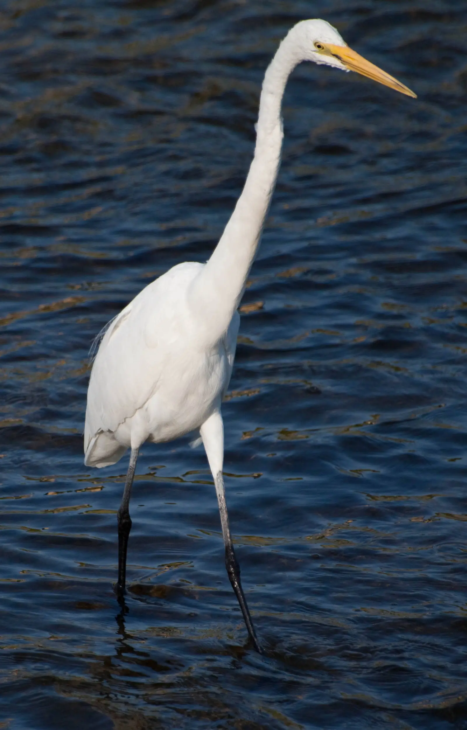 Great Egret