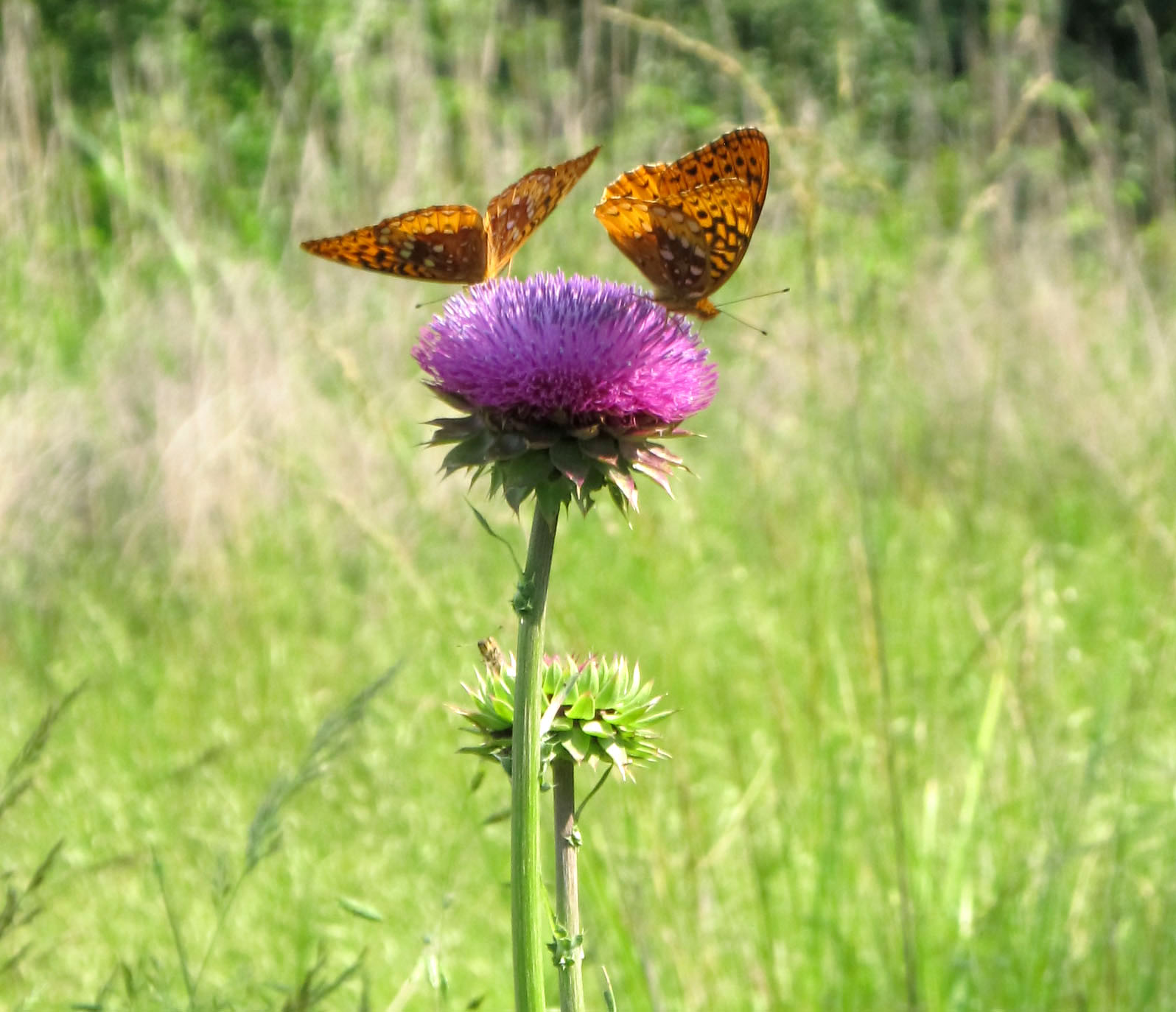 Great Spangled Fritillary Butterflies