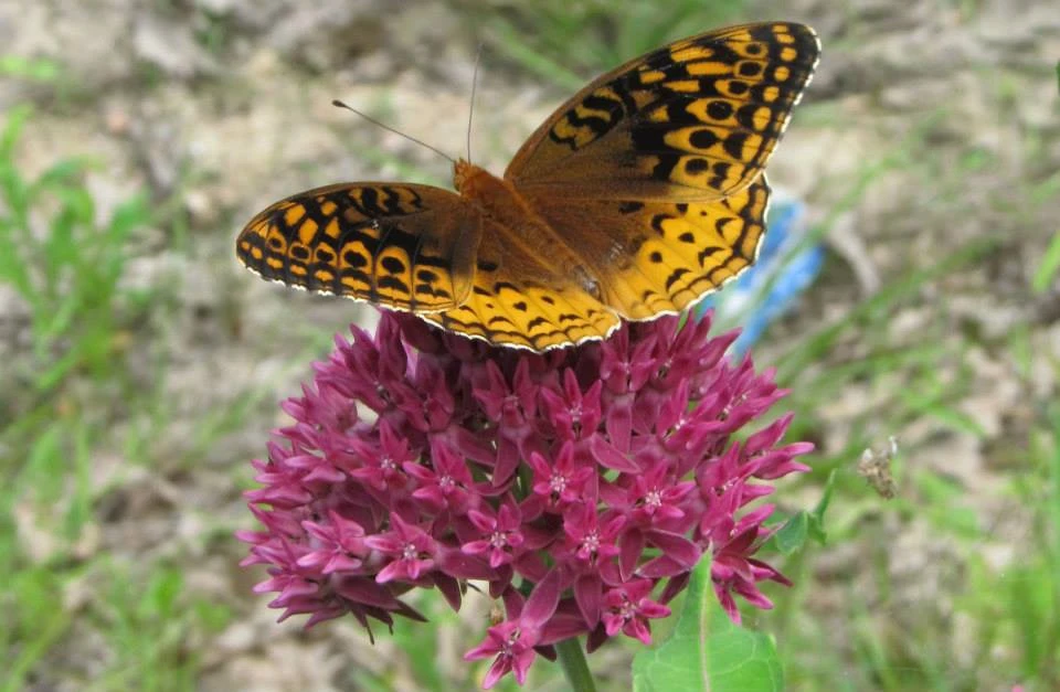 Great Spangled Fritillary Butterfly