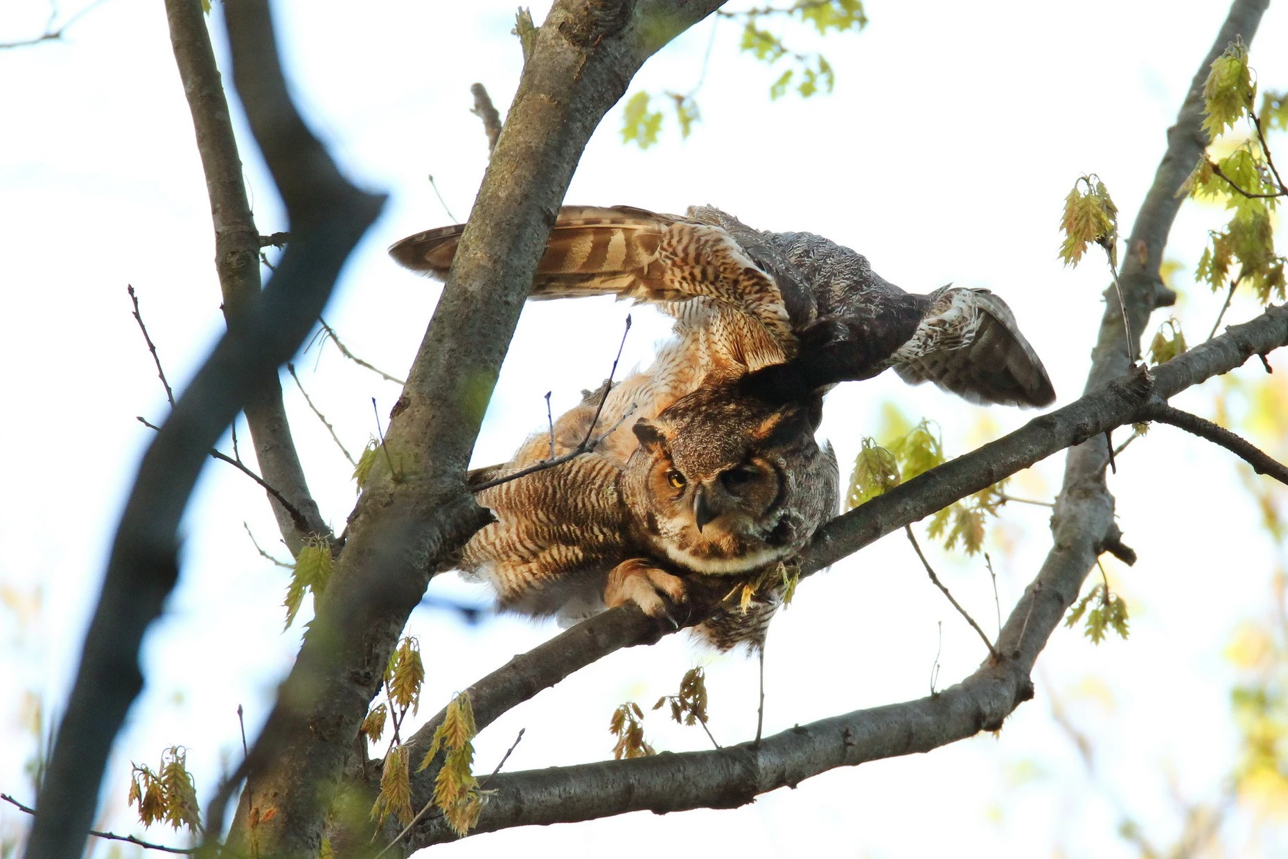 Great_Horned_Owl_ready_to_Pounceresize