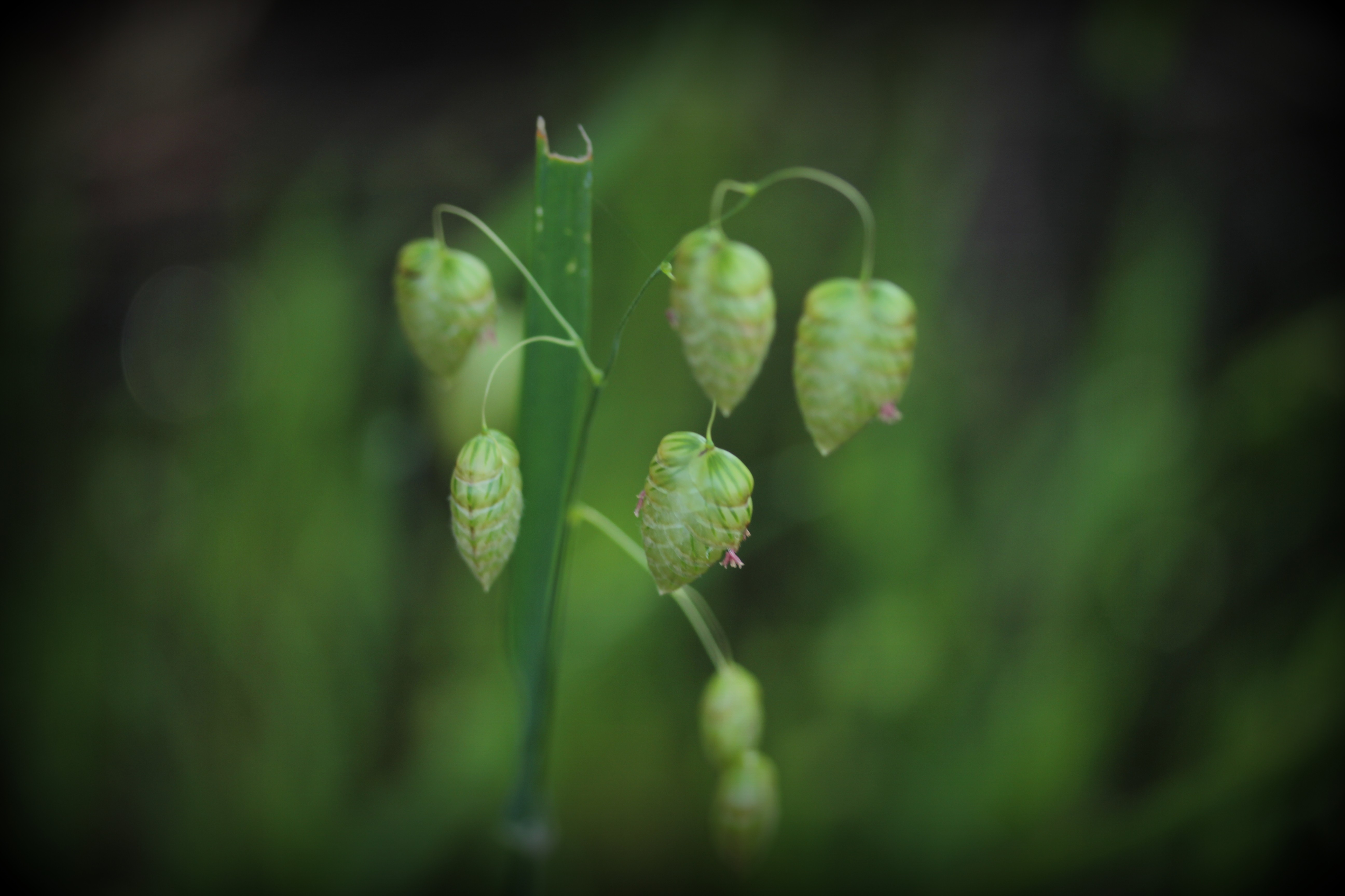 Green Grass