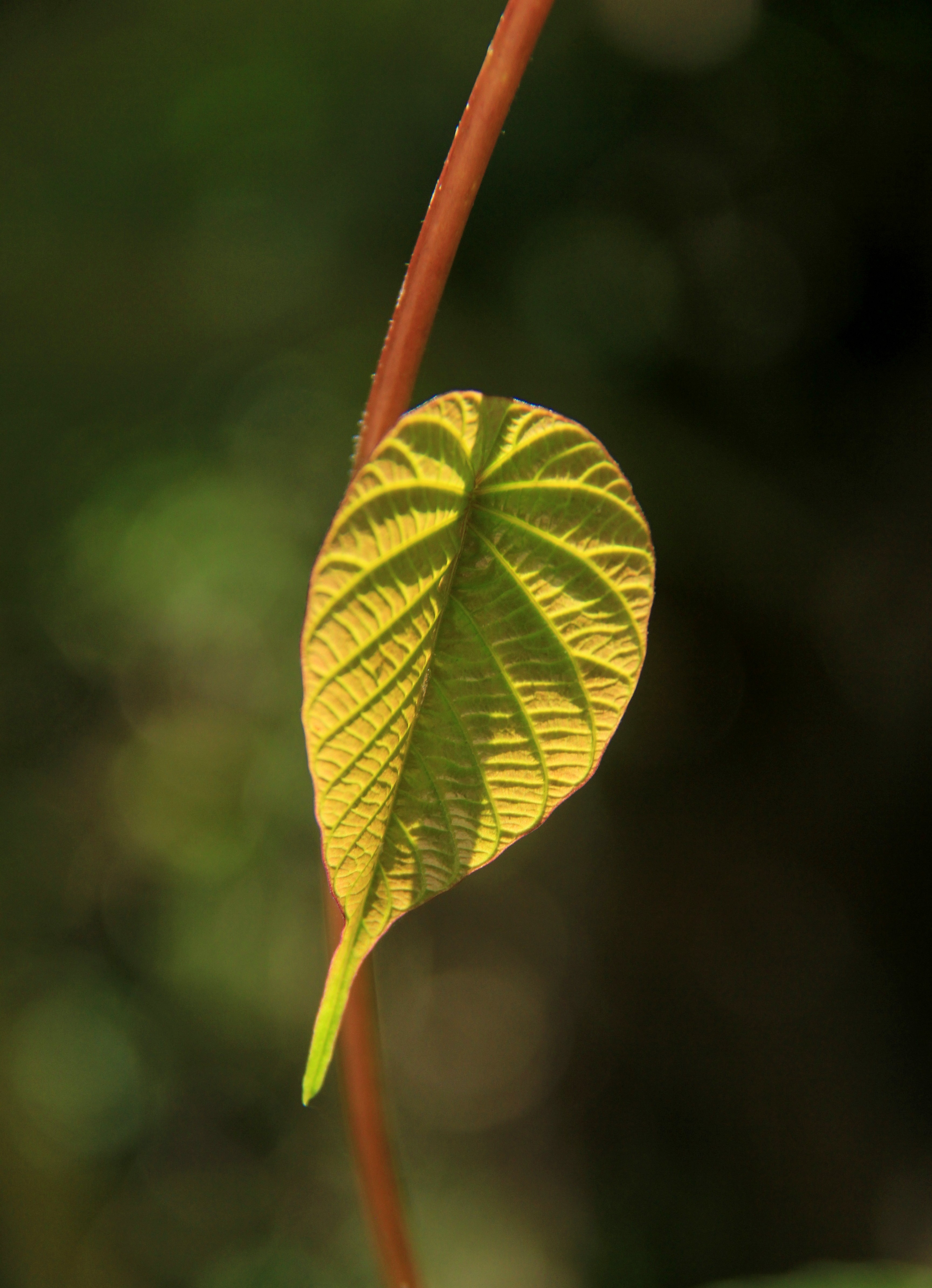 Green Leaf Cape Trib