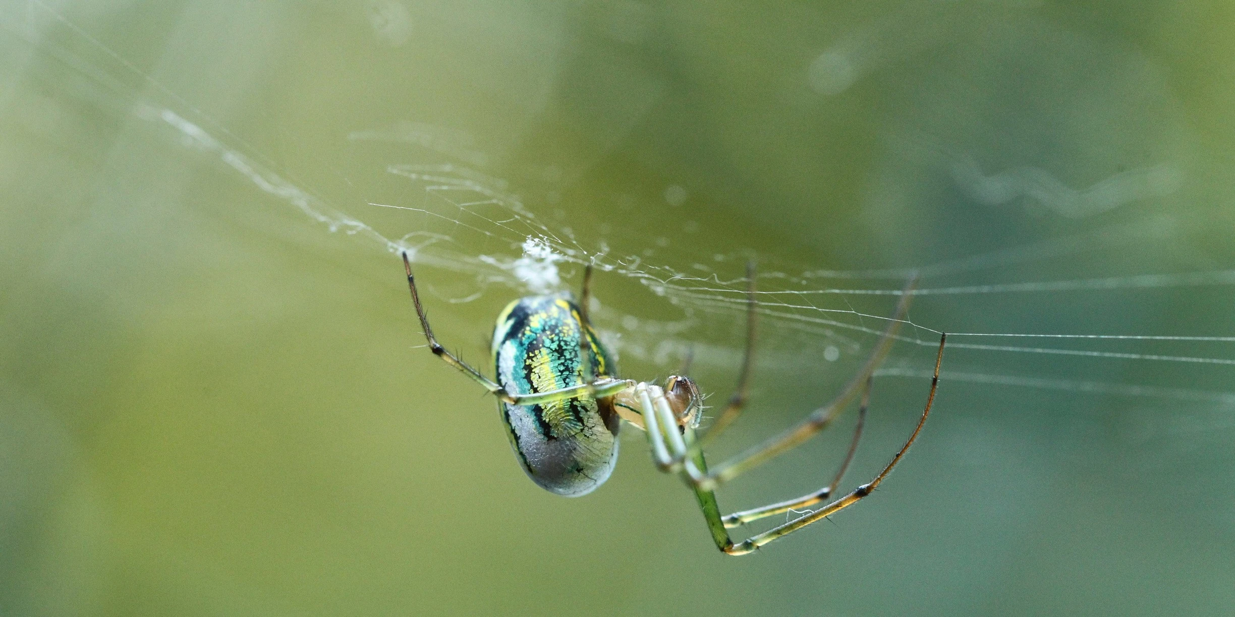 Green_Spider_resize