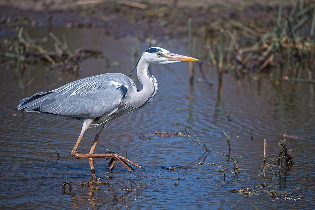 Grey Heron