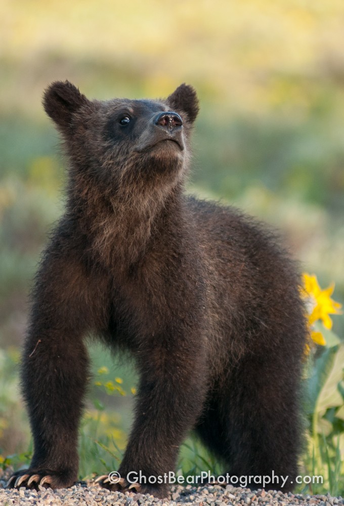 Grizzly Bear 399 on Grand Teton National Park's Pilgrim Creek Road