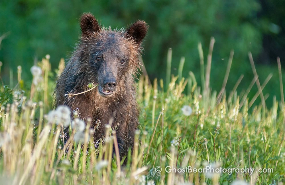 Grizzly Bear