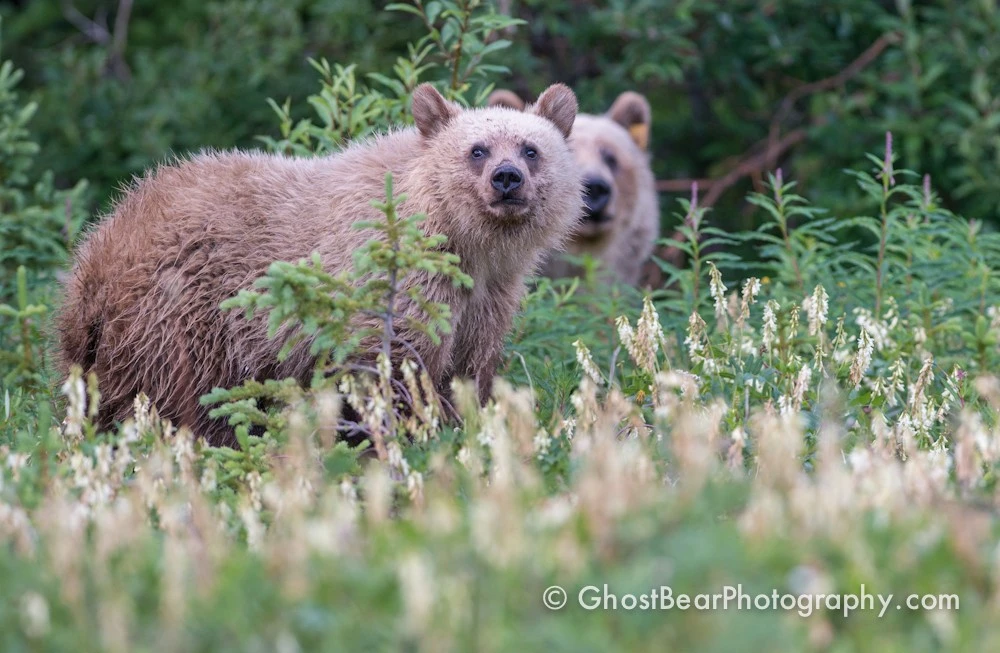 Grizzly Bear