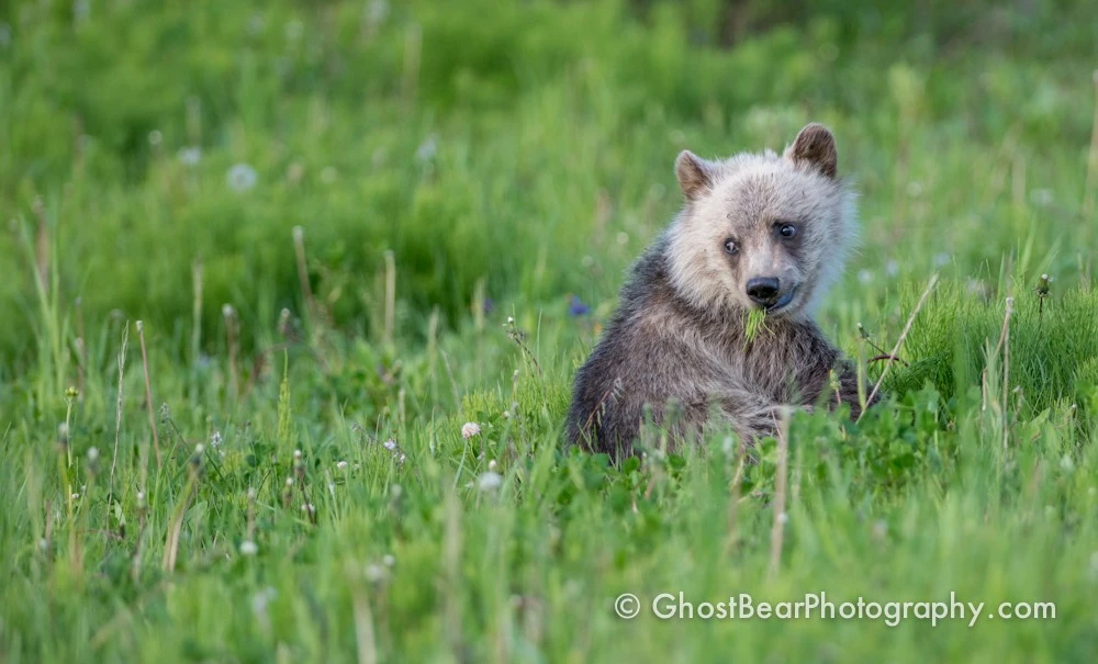 Grizzly Bear