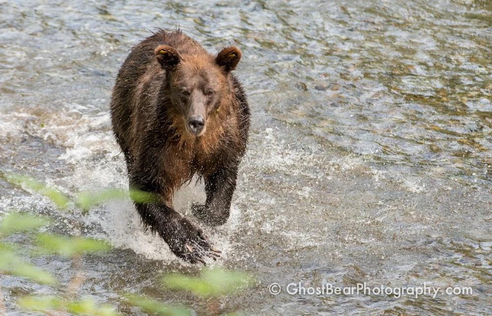 Grizzly Bear