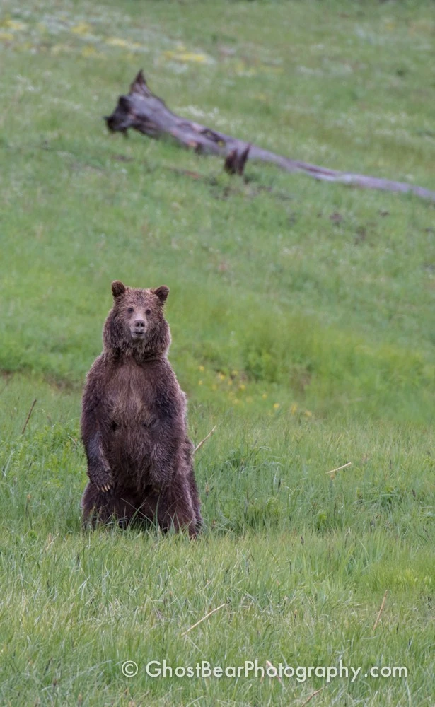 Grizzly Bear