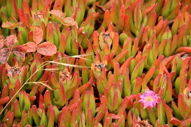 Ground Cover