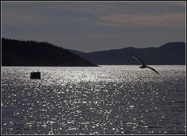 Gull on Shimmering Lake