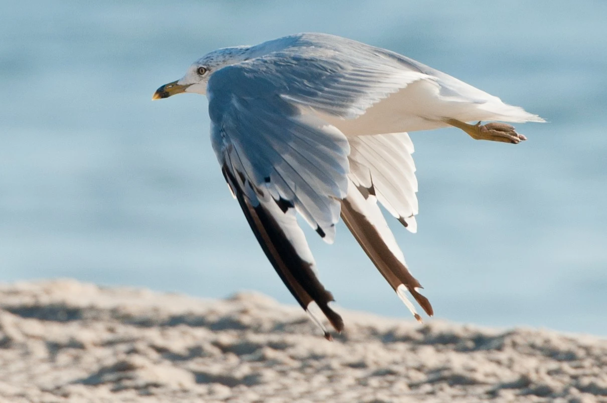 Gull