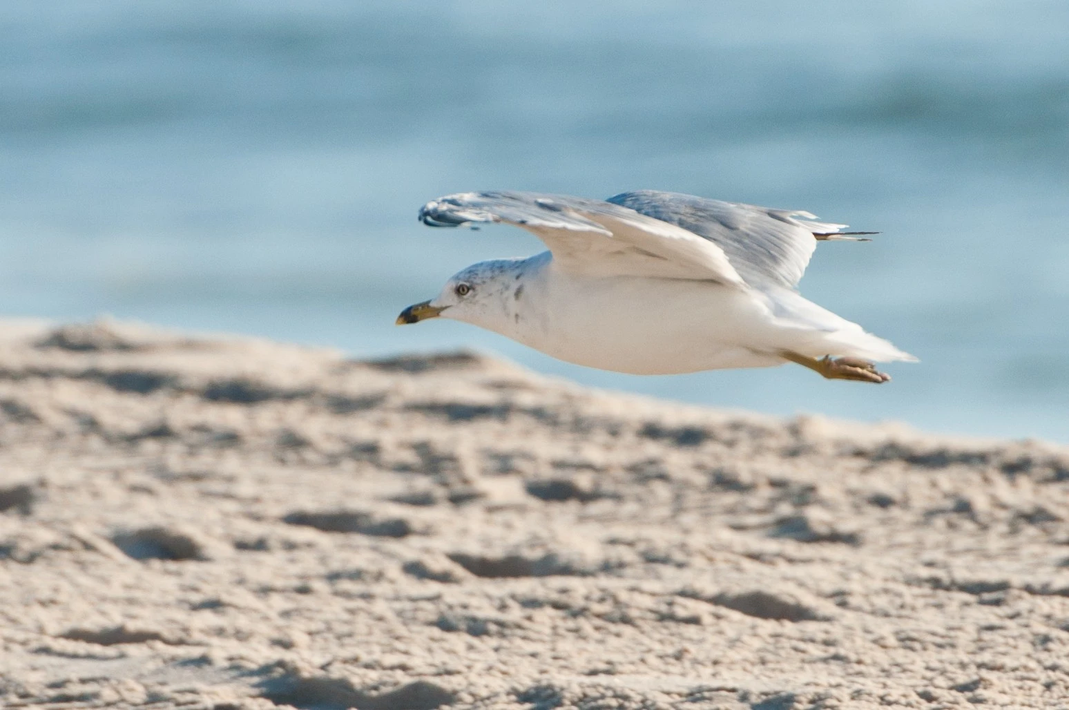 Gull1