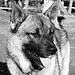 Gunnar