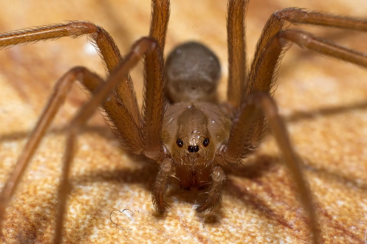 Hallway Recluse.webp