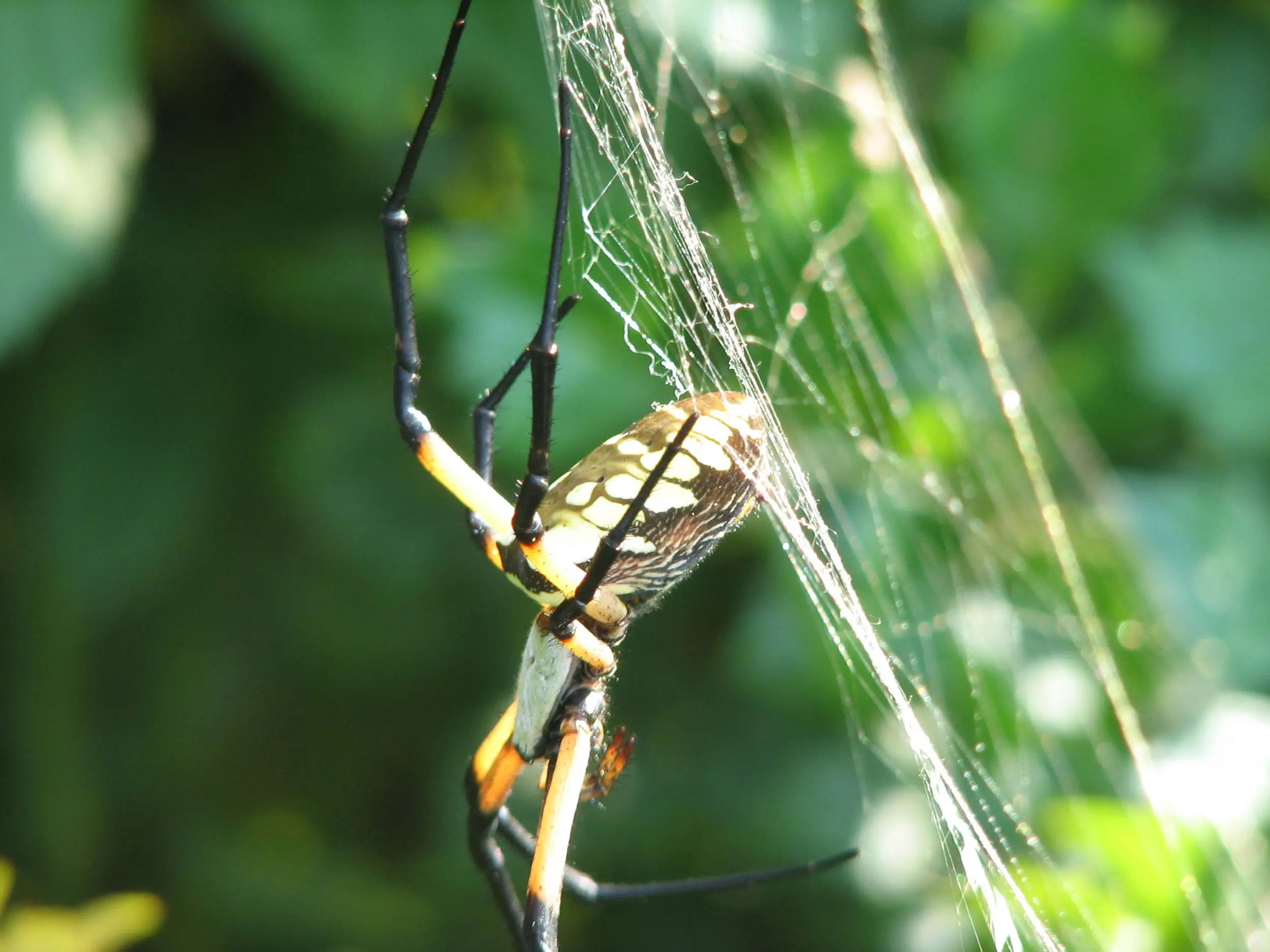 Hanging Spider