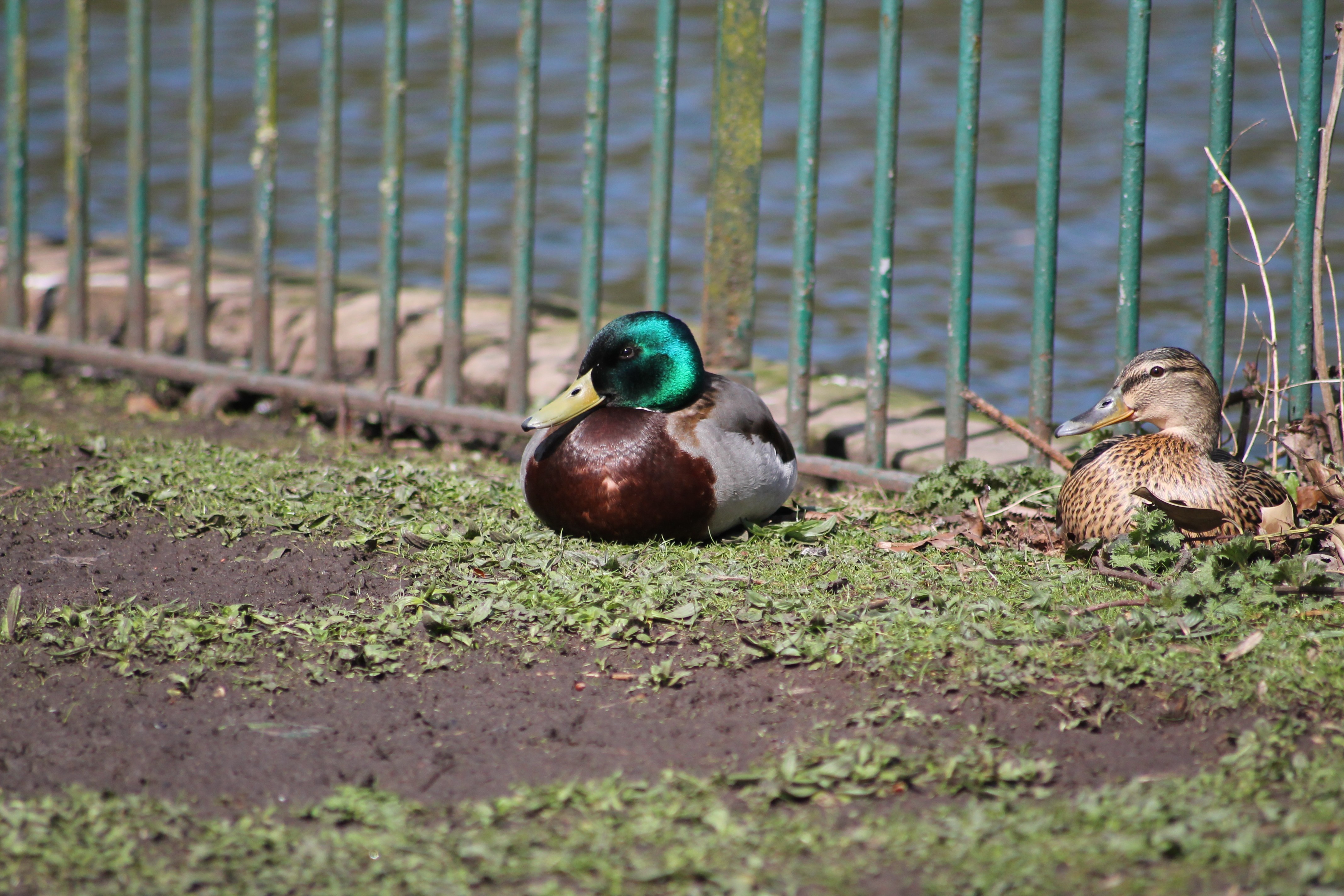 hanley park stoke on trent